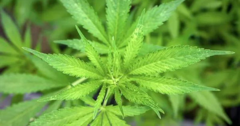 Chancen und Risiken von Cannabis in der Gesundheitsvorsorge | apomio Gesundheitsblog